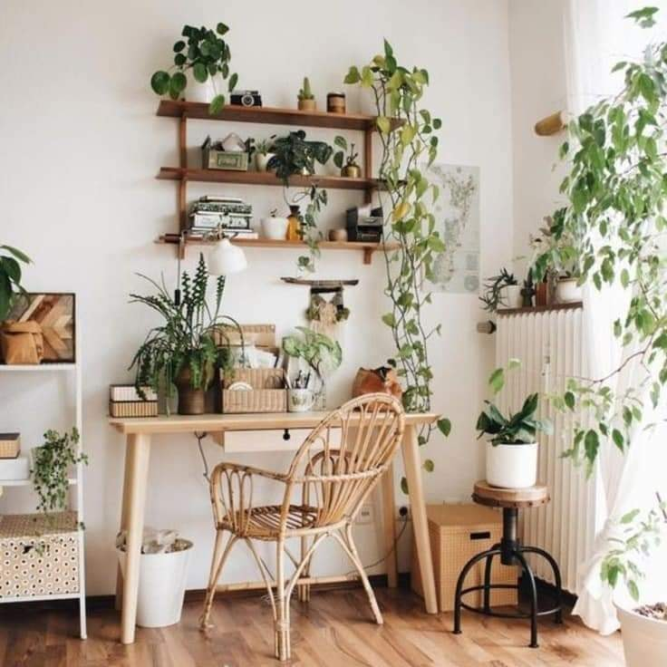 prettiestavenue's tweet photo. house plants https://t.co/sfZqGO09Ml