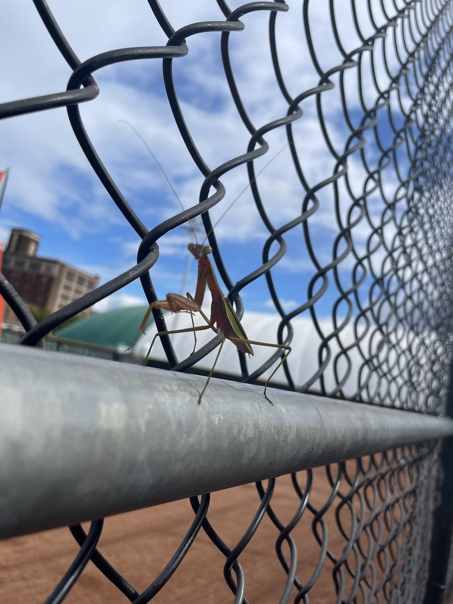 We have had some visitors the last couple of days 🦖🦜💚