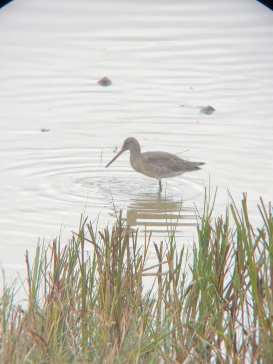 birdenofproof's tweet photo. Otter, Kingfisher, Curlew Sand, and Shellduck were among the personal highlights seen yesterday(13/9) at Bowling Green https://t.co/AluYJYnI5j