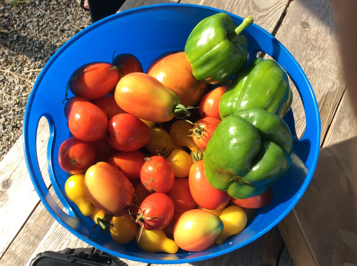 MrWilson1983's tweet image. Thank you Ms.Emino for taking some of our students who aren’t in my Agriculture 11 class to our @ssrsbngrhs gardens.They picked some tomatoes and peppers for the school cafeteria. It’s so nice seeing many students getting involved. Lots of unique varieties and a good harvest.