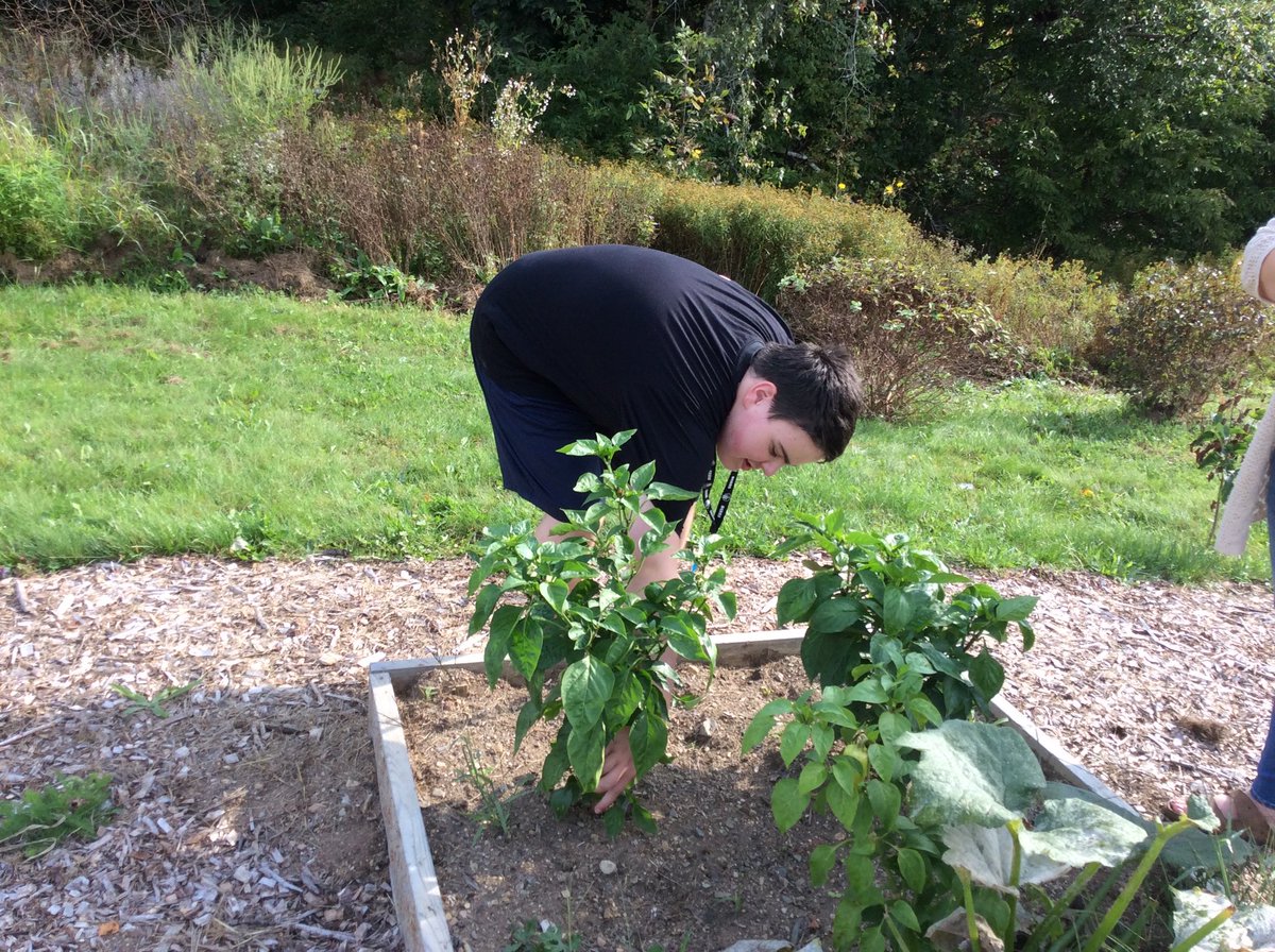 MrWilson1983's tweet image. Thank you Ms.Emino for taking some of our students who aren’t in my Agriculture 11 class to our @ssrsbngrhs gardens.They picked some tomatoes and peppers for the school cafeteria. It’s so nice seeing many students getting involved. Lots of unique varieties and a good harvest.