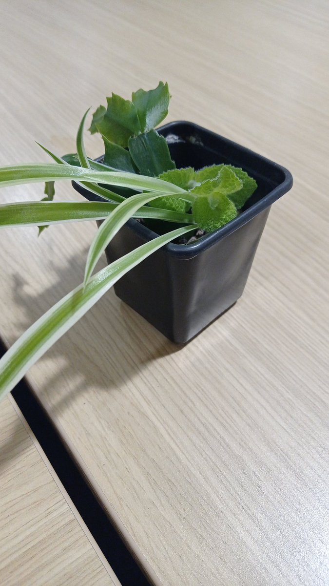 Perks of working from #walsallcampus :
- working with the amazing children's nursing team 
-receiving some cute succulents from the lovely <a href="/lynnewalsall/">Lynne Westwood RN(LD) 💚💙 #keephoLDNon #StaySafe</a> 
#UoWCelebrationNursing
<a href="/UoWFEHW/">UoWFEHW</a>