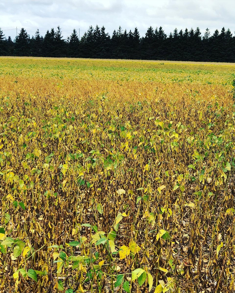 BGFservices's tweet photo. Soybean fields are changing quickly. So come check out the #prograin plot we have at the elevator. With 8 varieties to compare. @Prograin_inc @clemon_11 #soybeans #nongmo #gmo #ontag #canadianag #farming #agriculture https://t.co/j1ObMCYaky