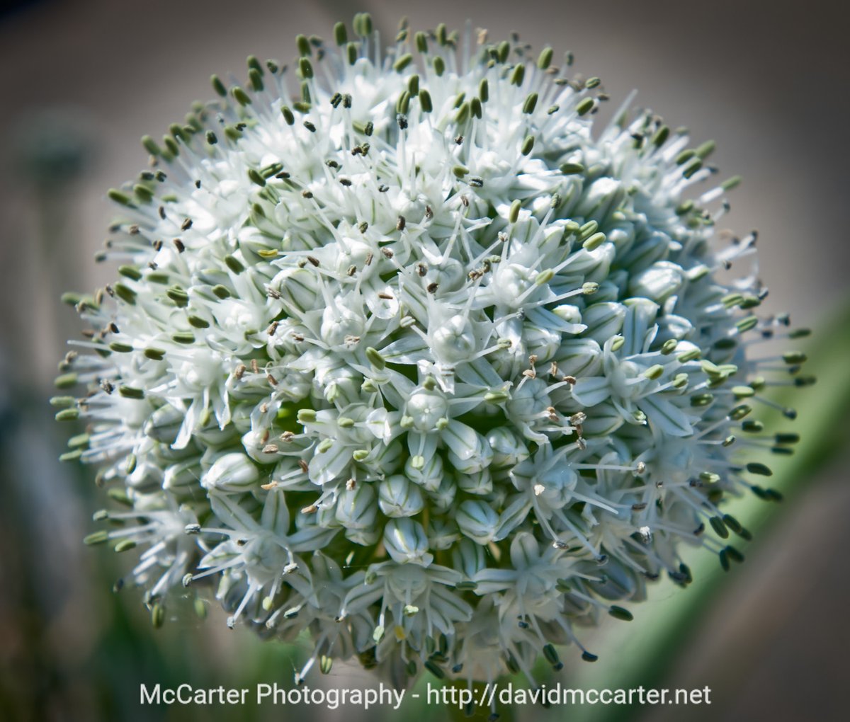 DavidMcCarter's tweet image. Photography: White Out. I took this photo in 2011 at the Botanic Garden in Balboa Park which I call White Out. If you ever visit San Diego, there is so much to do in Balboa Park! davidmccarter.wordpress.com/2022/09/22/pho… @4BalboaPark #Photography #SanDeigo #Flowers