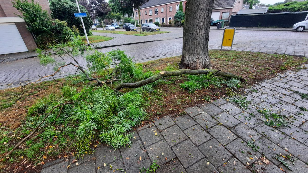 sptleonardus's tweet photo. Er is een vreselijk grote tak afgebroken. @gemeenteHelmond wil je er voor zorgen dat die snel wordt opgeruimd voordat er ongelukken mee gebeuren. Hoek Pieter Brueghelstraat/Hugo vd Goesstraat https://t.co/Uelb2sgrCA