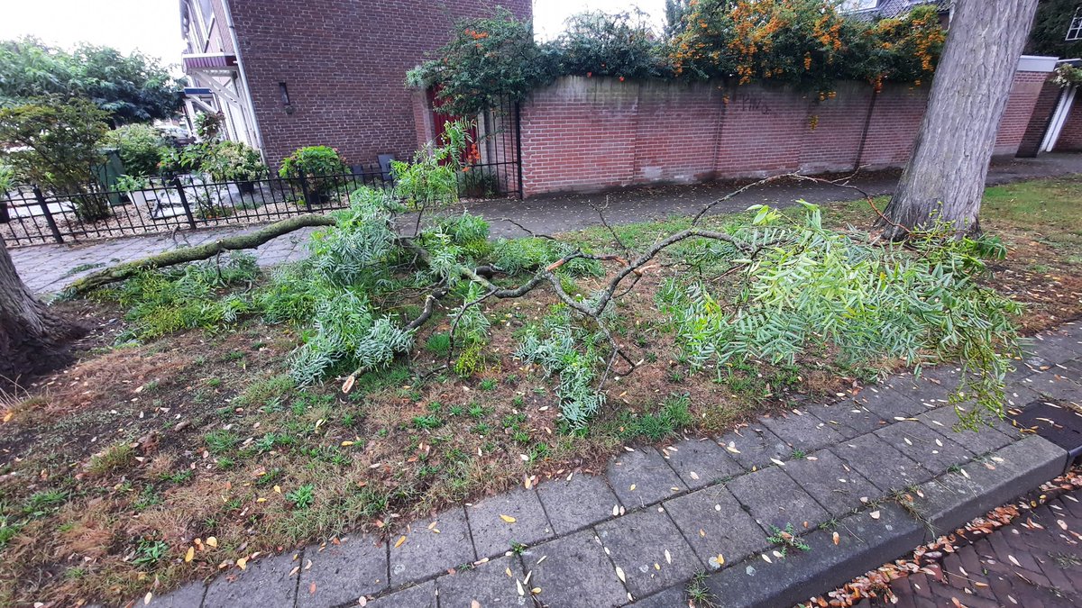 Er is een vreselijk grote tak afgebroken. <a href="/gemeenteHelmond/">Gemeente Helmond</a> wil je er voor zorgen dat die snel wordt opgeruimd voordat er ongelukken mee gebeuren. Hoek Pieter Brueghelstraat/Hugo vd Goesstraat
