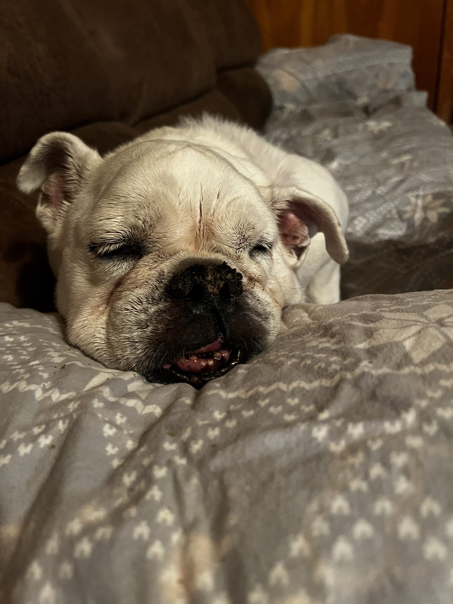 Lil Dot is enjoying a mid morning nap with her head propped up. Seems to be a senior Bulldog thing? #Englishbulldog #dogsoftwitter #WednesdayMotivation #wednesdayvibe❤️🐾🐕‍🦺❤️🐾🐕‍🦺❤️