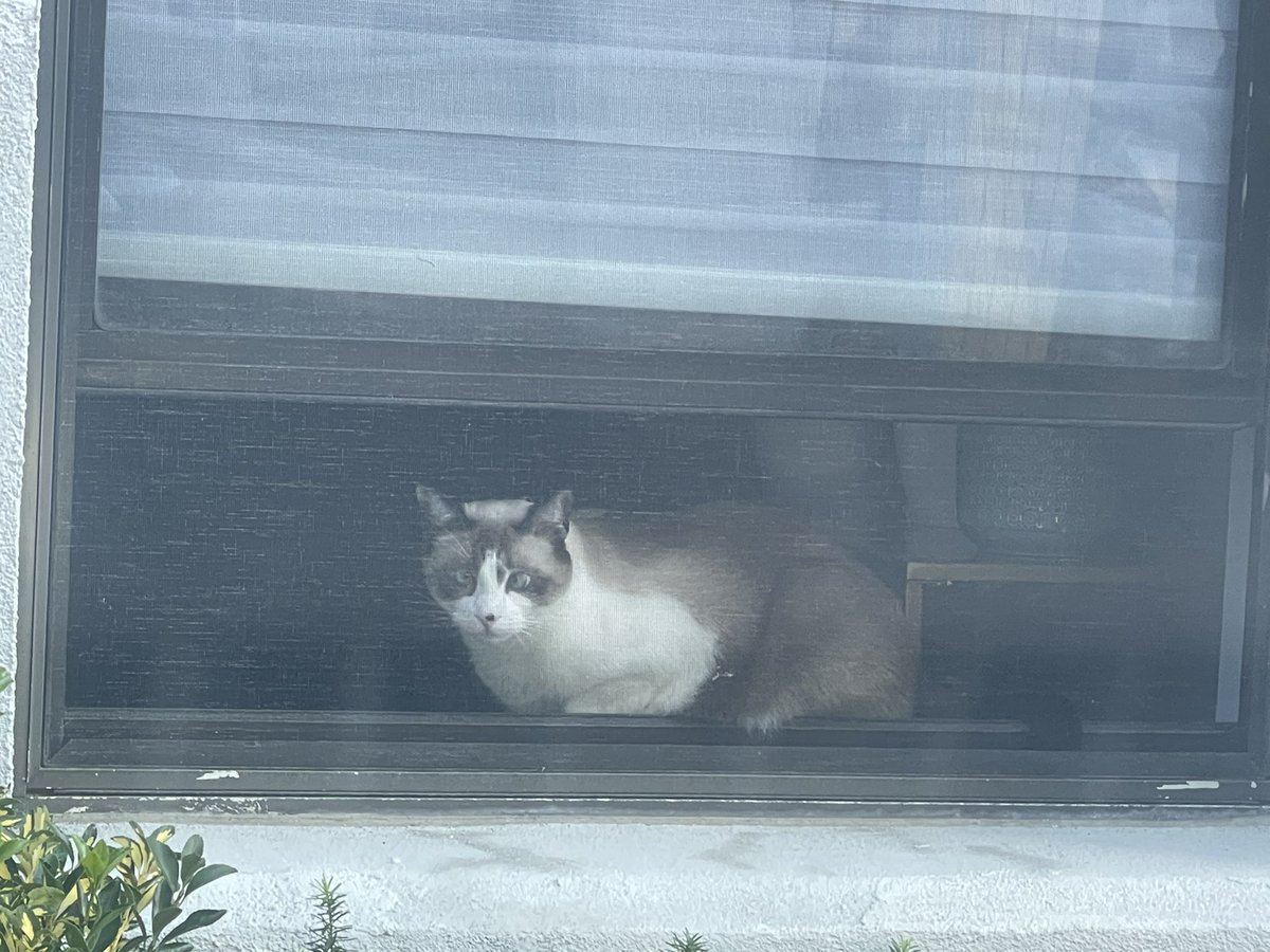 When you’re looking to see if the humans left for work so you can raid the kibble closet.