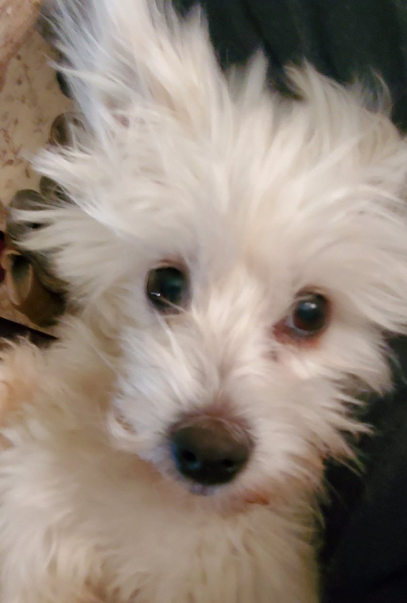 DarinDMC's tweet photo. @rickygervais This is Sammie. I had a Derek and Gervais moment this morning...how much would this lil goofball be impacted by a lottery win for me? None at all. #dogsaremagic https://t.co/wxWsjqtPJ4