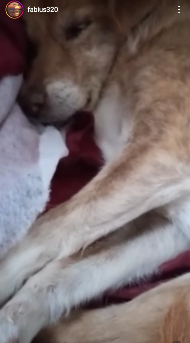 zampa_qua's tweet photo. STRAURGENTISSIMO🆘🆘🆘🆘Maria☎3208816068🐕https://t.co/pAipR4owHC 𝖫𝖴𝖭𝖠 è 𝗎𝗇𝖺 𝖽𝗈𝗅𝖼𝖾 𝗏𝖾𝖼𝖼𝗁𝗂𝖾𝗍𝗍𝖺 12/13 𝖺𝗇𝗇𝗂,𝗌𝖾𝗀𝗇𝖺𝗅𝖺𝗍𝖺 𝗋𝖾𝖼𝗎𝗉𝖾𝗋𝖺𝗍𝖺.HA BISOGNO DI AMORE,VI PREGO,APRITE LE PORTE DEL VOSTRO CUORE  #4voiceless 🙏😔🏡 https://t.co/V4nwTFpJHr
