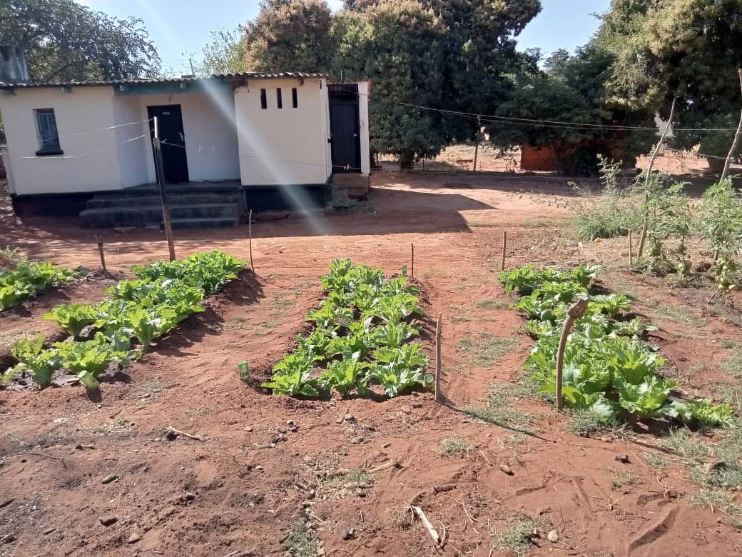 PIF_Zambia's tweet image. The new Play it Forward Office Farm! 🚜

Our staff have been busy growing spinach, tomatoes and aubergines for our nutrition project that ensures 120 children get a local, healthy, balanced meal everyday.🍅

#playitforward #sustainability #nutrition #sdg2