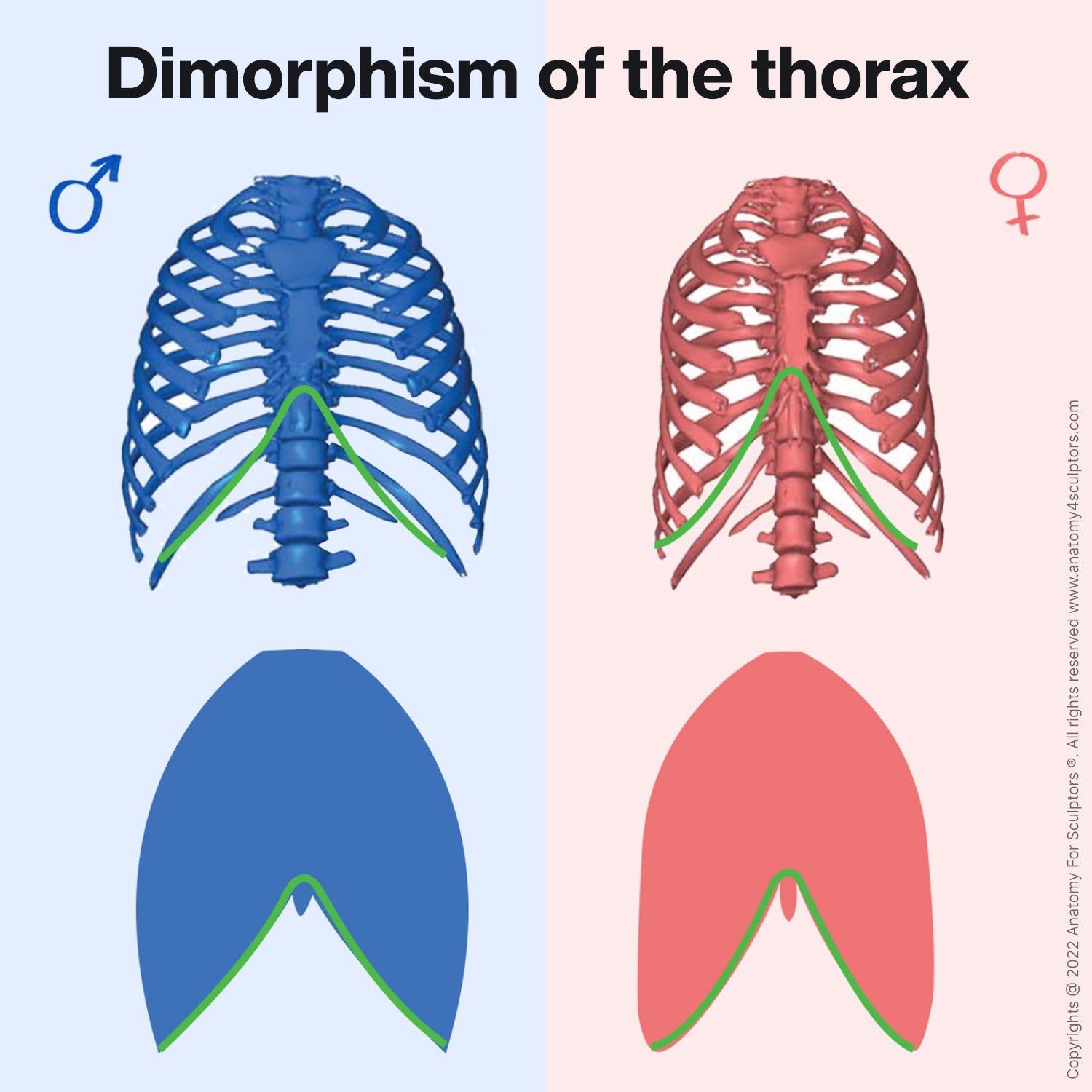 Anatomy For Sculptors on X: 1/3 Female rib cages tend to be longer and  more narrow, while male thoraxes are shorter and wider. Male ribs are also  oriented more horizontally. Physical anthropologists