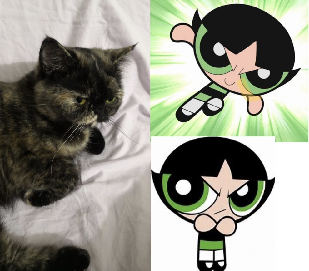 Buttercup Nisoş #kedicikler