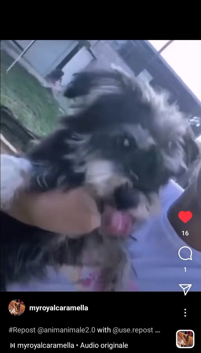 zampa_qua's tweet photo. STRAURGENTE🆘🆘🆘🆘🆘☎️3385971765🐕
https://t.co/gPhfrO5i1s  TEDDY  DAI 10 ANNI IN SU,E DOLCISSIMO, COCCOLONE AIUTIAMOLO,NON CHIEDE NULLA SE NON UNA CASA E L' AMORE CHE NON HA MAI CONOSCIUTO, VI ASPETTA #4voiceless 🙏😔🏡 https://t.co/jIJWPLq7J4