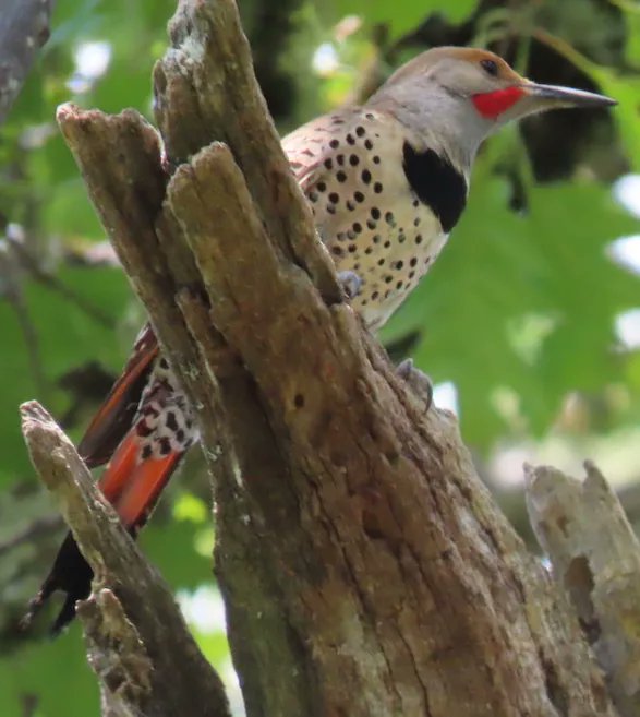 Happy #WildlifeWednesday everyone. This week we are featuring the Northern Flicker, photographed at our Osborn Preserve. 
 
 The Northern Flicker marks its territory by using its beak to drill into wood? What a fascinating Northern Flicker!