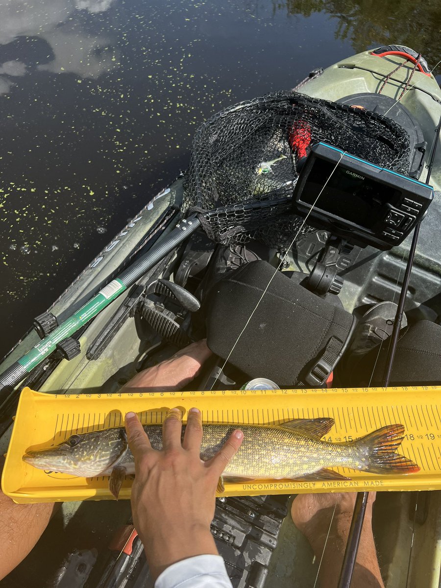 muay_taino's tweet photo. Drove the @VibeKayaks up to Wisconsin last wk and was lucky enough to throw a few on the @KetchProducts board, including new pb #pike ๐๐พ
.
.
#fishing #kayaking #kayakfishing #vibekayaks #ketchboard #stcroixrods #bestrodsonearth https://t.co/yH9HWsI43D