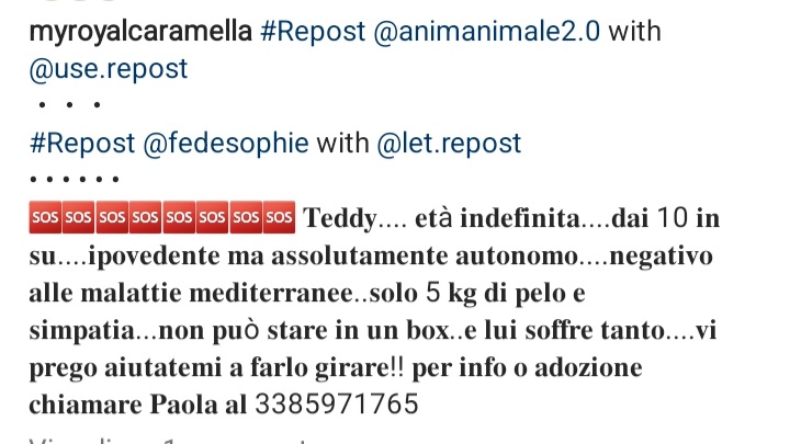 zampa_qua's tweet photo. STRAURGENTE🆘🆘🆘🆘🆘☎️3385971765🐕
https://t.co/gPhfrO5i1s  TEDDY  DAI 10 ANNI IN SU,E DOLCISSIMO, COCCOLONE AIUTIAMOLO,NON CHIEDE NULLA SE NON UNA CASA E L' AMORE CHE NON HA MAI CONOSCIUTO, VI ASPETTA #4voiceless 🙏😔🏡 https://t.co/jIJWPLq7J4