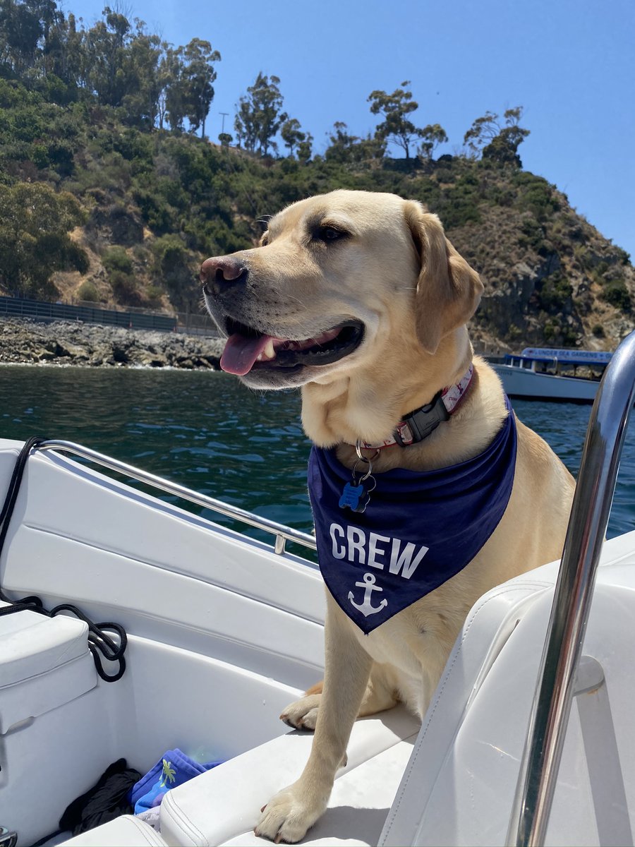 TheLogNewspaper's tweet photo. Chief keeps everyone in check when he travels to Catalina Island! “Our faithful crew member!” said Natalie Richardson in an email to the Log. “Chief loves our trips to the island!”

https://t.co/wFvwMBAKaY #dogsoftwitter #dogaboard #dogsonboats #thelog #catalina https://t.co/M7PbkIVT3s