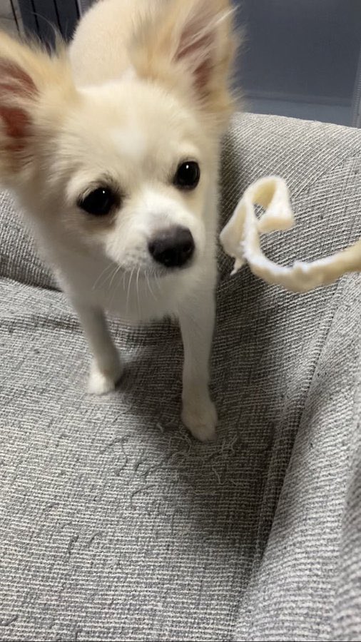 spl3kani's tweet photo. 愛犬可愛すぎる
おやすみなさい https://t.co/b4QJ6xwpiA