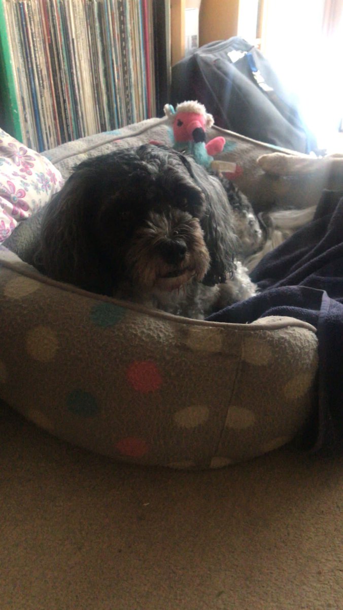 andreajdiss's tweet photo. ☹🐕 feeling sorry for herself post-op #sendtreats https://t.co/5kpOoo7q1T