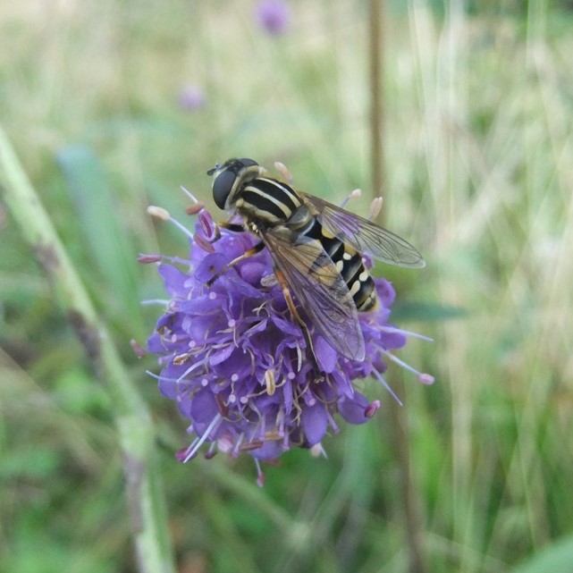 It's #WildlifeWednesday & today we are sticking with our #PollinatorsAlongTheTweed theme; shining a light on two beautiful #hoverflies.
🌼
The first: Helophilus pendulus (meaning 'dangling marsh-lover'), going by many common names - Sun Fly, Tiger Hoverfly & Footballer Hoverfly.