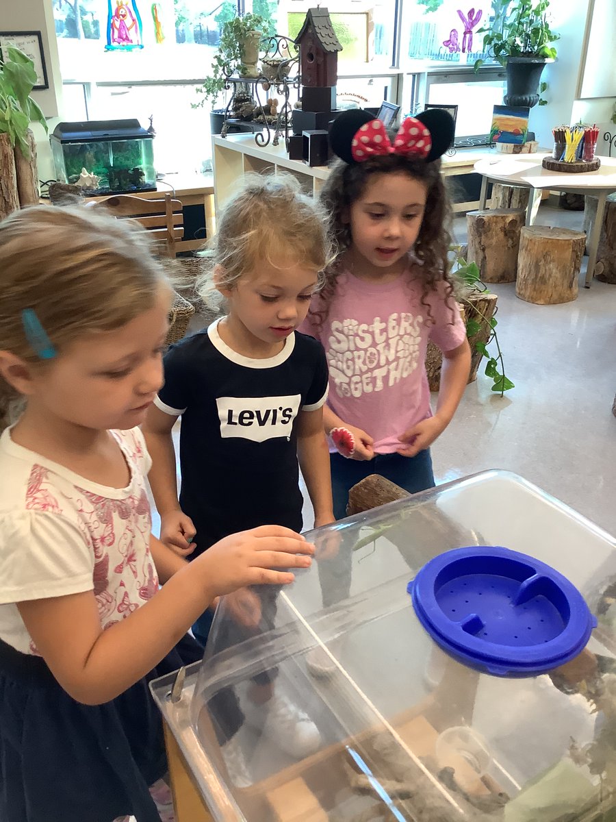 JBrentECE's tweet photo. Savannah brought in a praying mantis. When we researched about them, we found out they liked to eat 🦗 Our SKs knew right where to find a good meal! Off  to the hill they went and returned with🦗🦗🦗🦗🦗We had the perfect story for a #LiteracyConnection https://t.co/sPK1YWuPVp