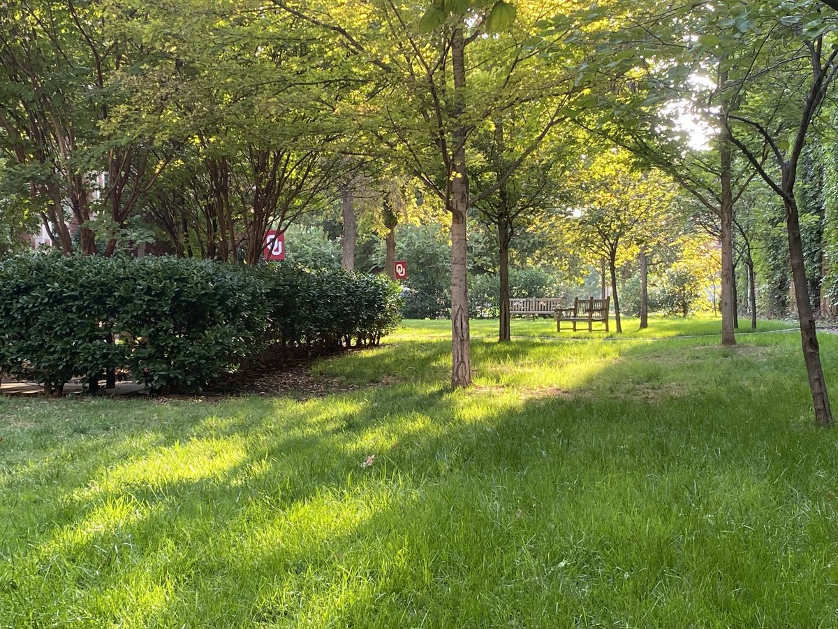 PalmeriJoAnn's tweet photo. Sun peeking through trees this morning at my favorite shady spot near Bizzell Memorial Library #OUskywatch #LibrariesFromTheOutside https://t.co/S2Ya3bo3wm