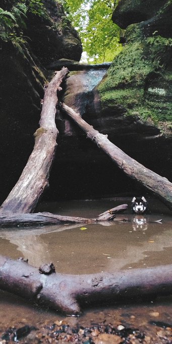 Full time lost here we come. Apollo already ahead of us 🐺💚🏕️🌲 https://t.co/IZLma3jXwi