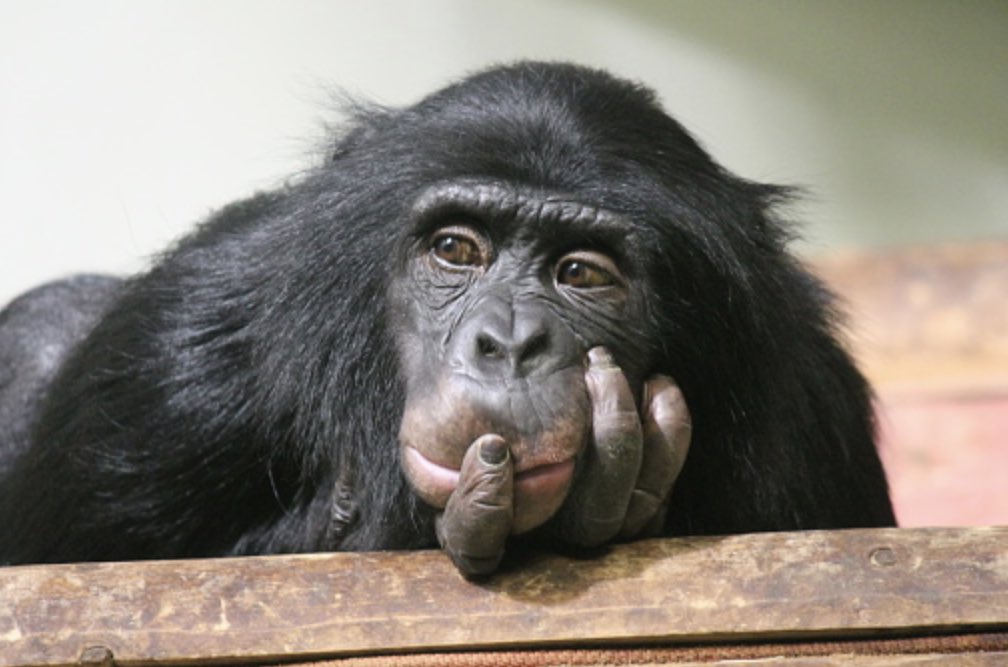 cccvoiceoh's tweet photo. Can we connect with animals’ thoughts?
Link in bio #studentwriter #tri-c https://t.co/3WS1c6tFru