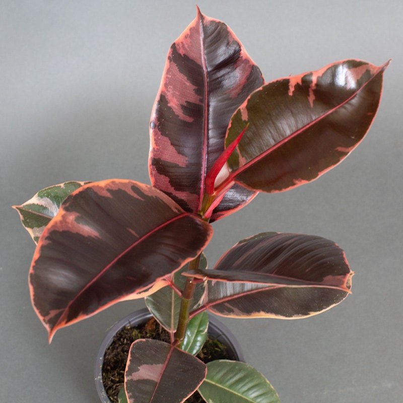 Tropical Plants UK tweet media