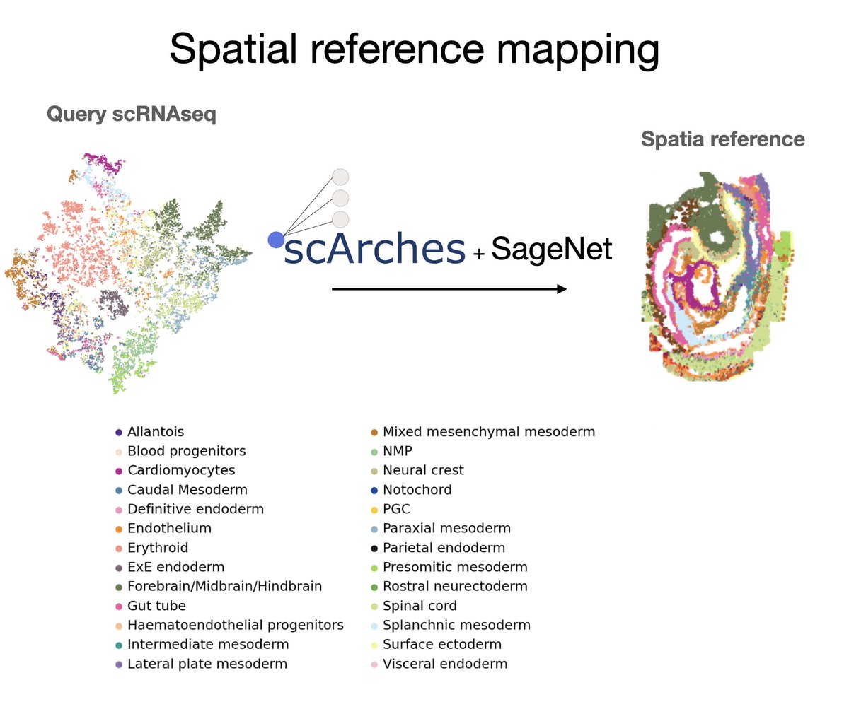 mo_lotfollahi's tweet image. (1/3) I am excited to announce the first spatial reference mapping in scArches powered by SageNet to map dissociated single cells scRNAseq into a common coordinate framework using one or more spatially resolved reference datasets. Try the tutorials here: scarches.readthedocs.io/en/latest/Sage…