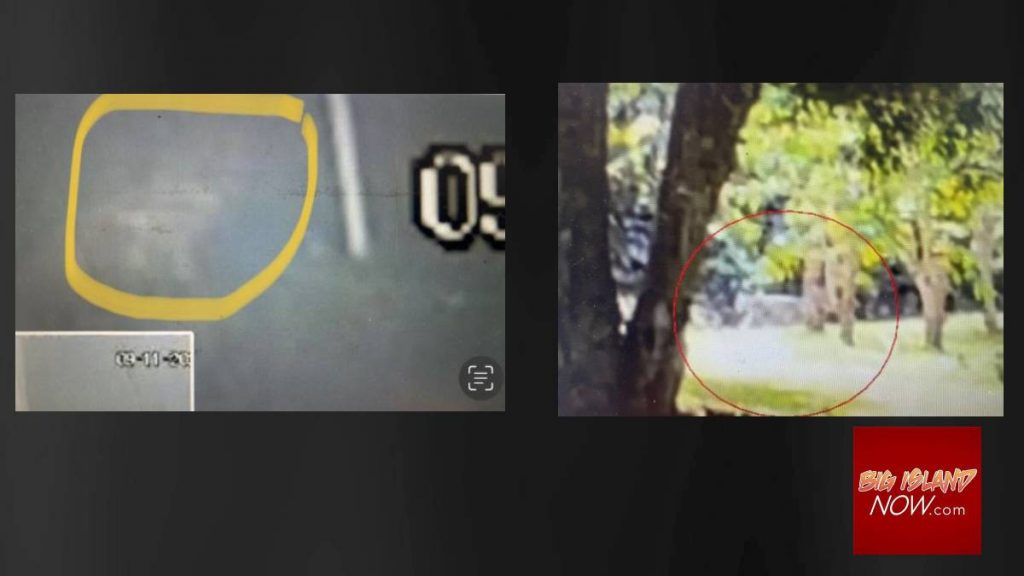 BigIslandNow's tweet photo. Nervous? Residents React After Latest Video Shows Big Cat Prowling Captain Cook https://t.co/WBwCdSKsrR https://t.co/4XvyuLiIPB
