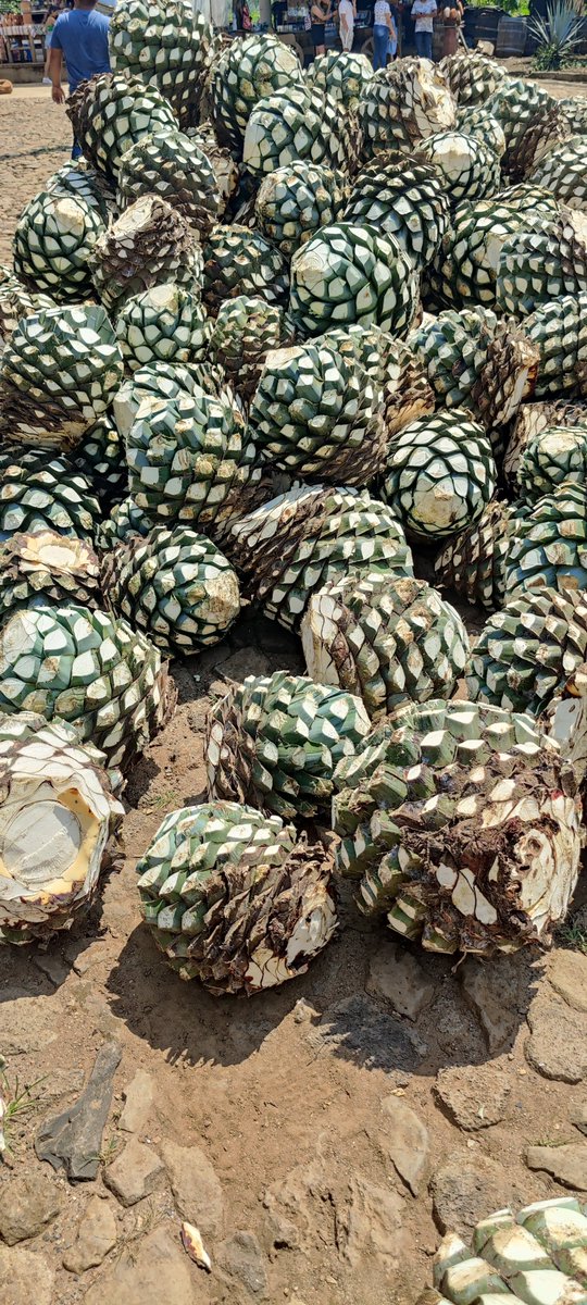 houseof_rare's tweet photo. Heading back to the town of #Tequila next week to finalize our RAREcask collection, a limited series of 50 Tequila barrels that will be aged in House of RARE's private aging cellar
Blown away by our community over 50% committed🙌
#organicstaking #realyield #NFTcollections https://t.co/oOT5iDQIwG