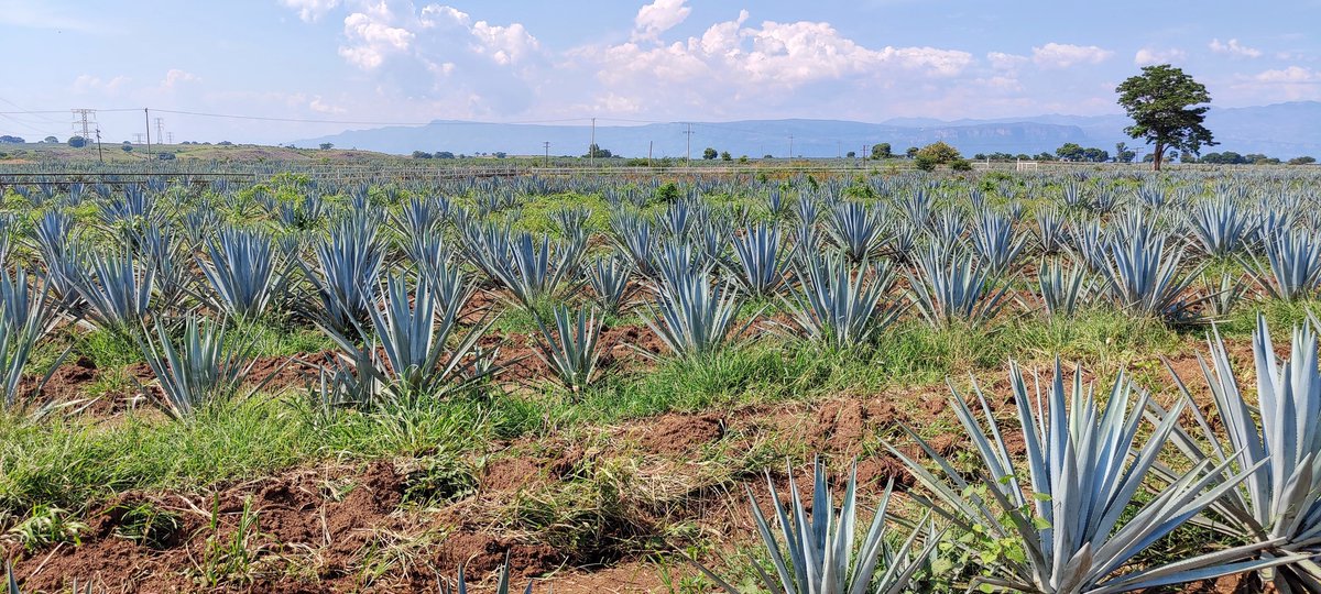 houseof_rare's tweet photo. Heading back to the town of #Tequila next week to finalize our RAREcask collection, a limited series of 50 Tequila barrels that will be aged in House of RARE's private aging cellar
Blown away by our community over 50% committed🙌
#organicstaking #realyield #NFTcollections https://t.co/oOT5iDQIwG