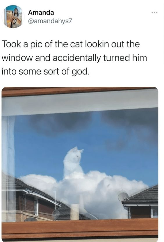 WholesomeMemes tweet media