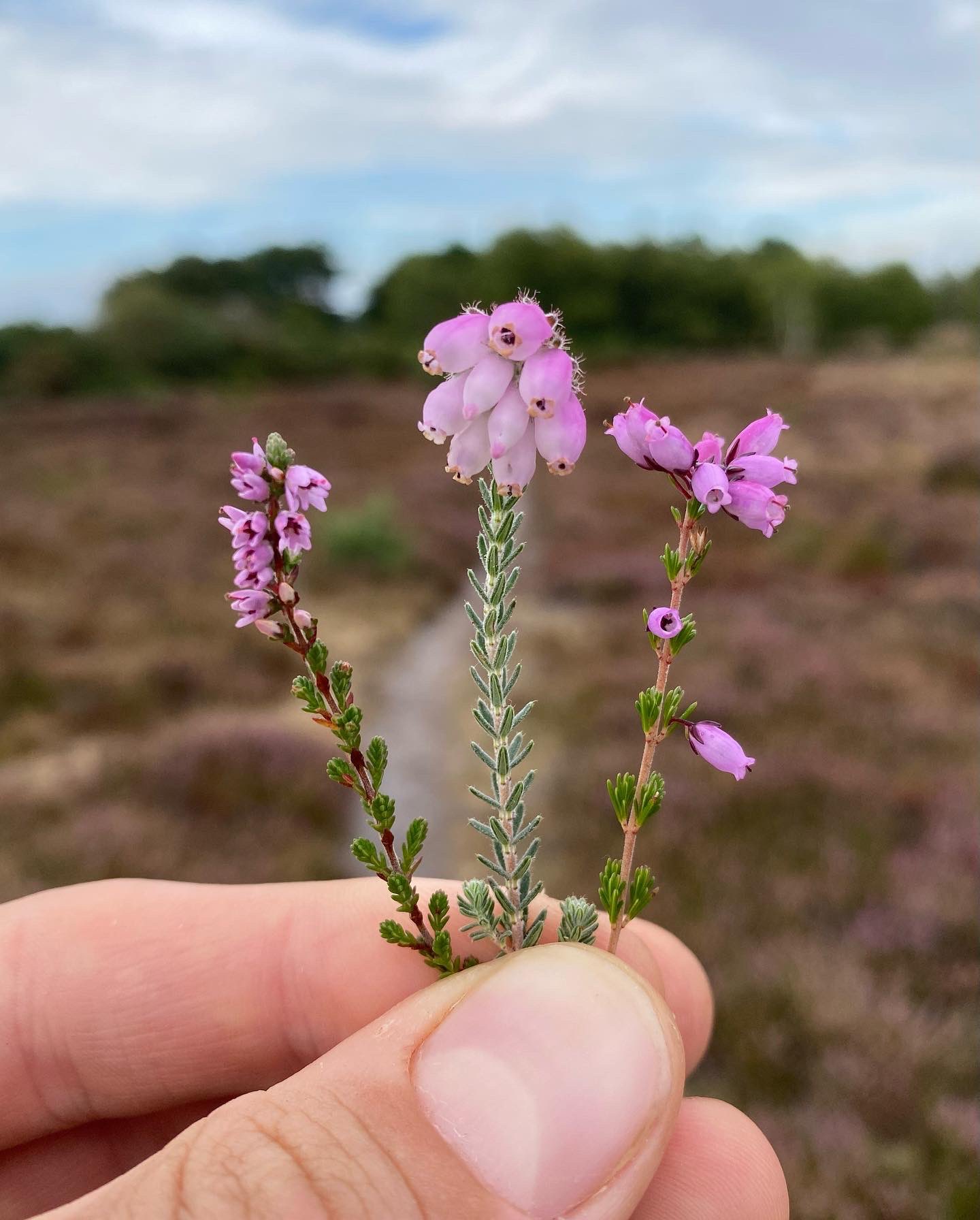 Erica vulgaris or calluna vulgaris, Common Heather, ling, heath or