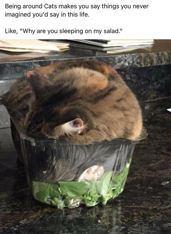 WholesomeMeme's tweet photo. https://t.co/5LSuzVS1x4