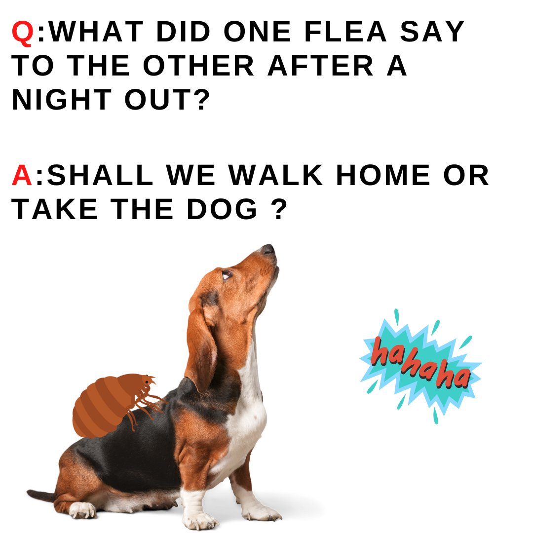 Roach Approach (@roachapproachsa) / Posts / X