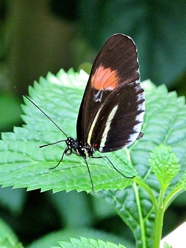 roykelley's tweet photo. Butterfly, Lewis Ginter Botanical Garden, Richmond, Virginia USA IMG_8822
Canon PowerShot G11 Camera
Photograph by Roy Kelley
Roy and Dolores Kelley Photographs
#Butterflies #Gardens #LewisGinter https://t.co/3y53K58jga