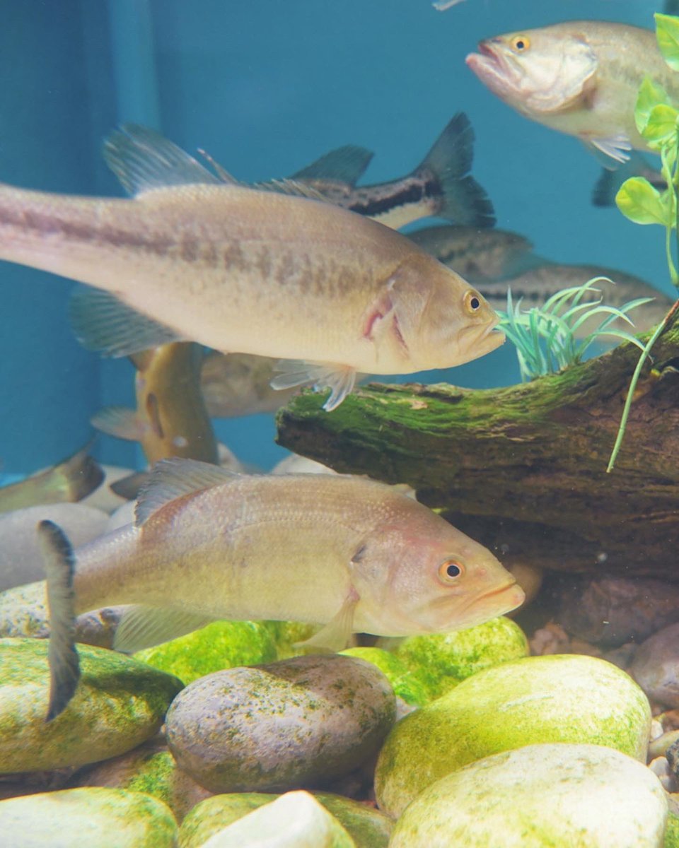 🎣 Si eres un amante de la pesca, ¡tienes una cita con nuestro acuario de grandes dimensiones! 

🐠 Durante los cuatro días de feria, reconocidos profesionales explicarán técnicas de pesca y mostrarán las últimas novedades.

#FECIEX22 #FECIEX #Pesca #FeriaPesca