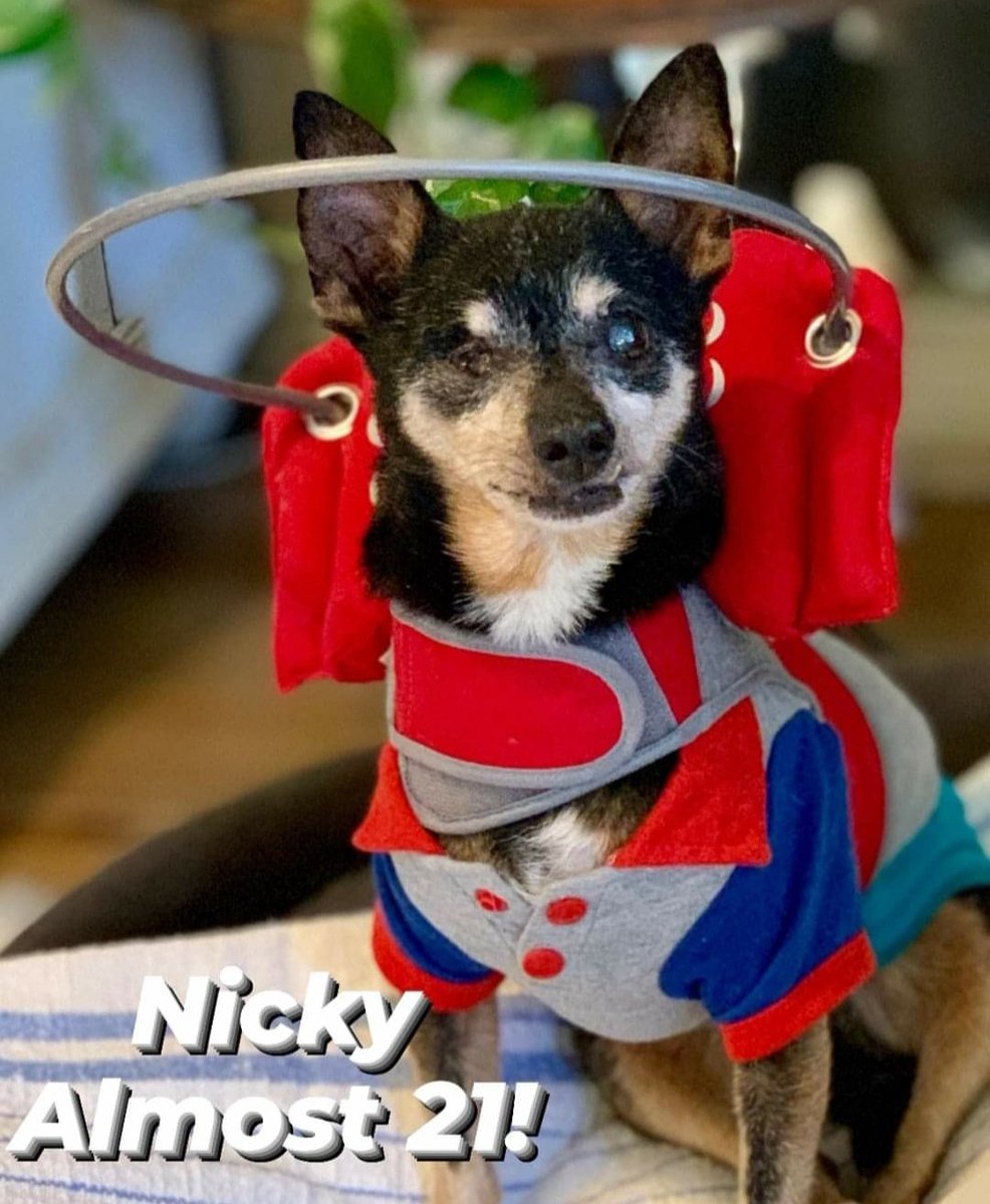 muffinshalo's tweet photo. Happy Wednesday Angels♡
Nicky is almost 21 years old! Doesn't he look amazing?!
"Every Blind Dog Deserves a Muffin's Halo"
#secondchancesforblinddogs
#helpforblinddogs
#blinddoghalo
#blinddogbumper
#iloveblinddogs
#Blinddogsrule
#blinddogsrock
#minpin
#minpinmix
#seniordog https://t.co/5W3OgIwKgY