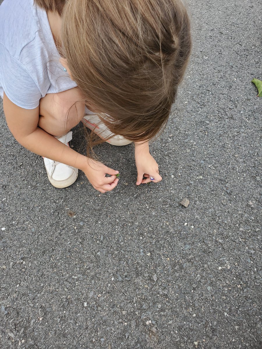 GillBaskwill's tweet photo. Sharing my love of #outdoormath with my new crew! We're counting nature with a little running thrown in! #seewhatimlearning #kindergarten @SMES01 https://t.co/aZSq0WL5E1