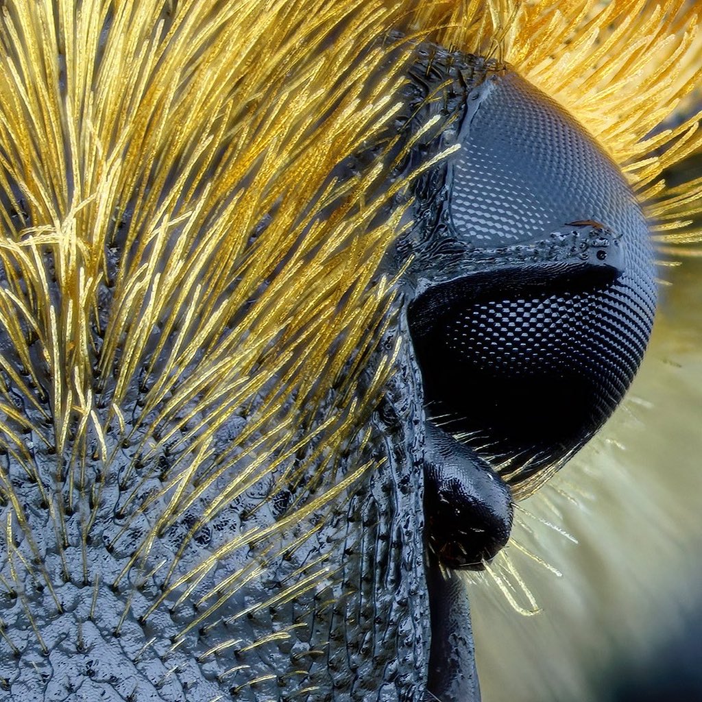 sagaOptics's tweet photo. Bee beetle, Pinselkäfer, Trichius sp.
#coleoptera #insects #beebeetle #beetle #pinselkäfer #portrait https://t.co/GmuRPjP1tk