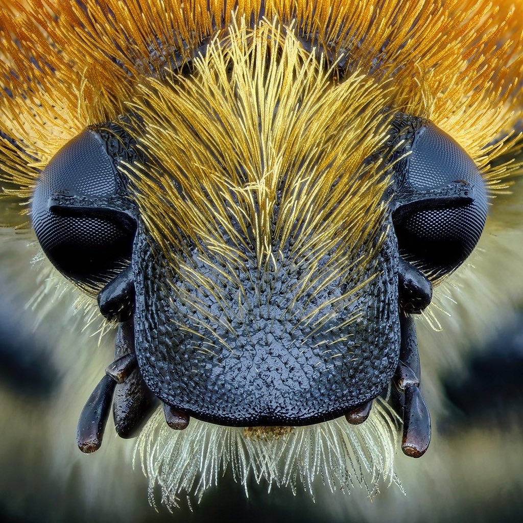 sagaOptics's tweet photo. Bee beetle, Pinselkäfer, Trichius sp.
#coleoptera #insects #beebeetle #beetle #pinselkäfer #portrait https://t.co/GmuRPjP1tk