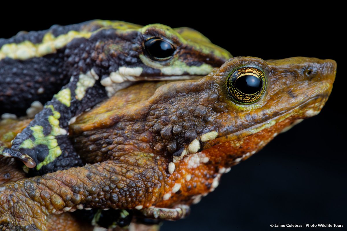 Jaime_Culebras's tweet photo. El pasional abrazo nupcial del "#Atelopus laetissimus", el cual puede durar hasta 5 meses. Una estrategia en la que lo primordial es ser el primero.
Tenéis más sobre este bonito estudio, liderado por mi amigo @herpetobeto,  en: https://t.co/1v3Ohvy1Yp https://t.co/eObeRDtLze