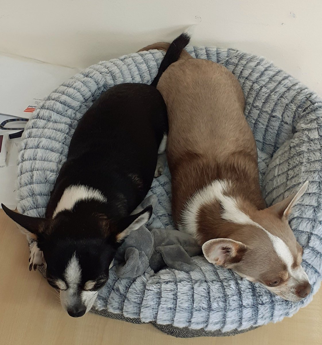 Sherlockthechi1's tweet photo. Is crossing tails like holding hands? 🤣🥰🤣🐕 #dogsoftwitter #chisquad #zshq https://t.co/tJvo5f29aM