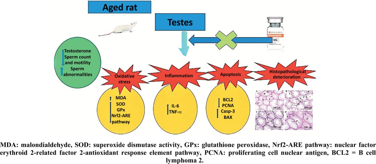 BenthamScienceP's tweet photo. #CurrMolPharmacol (IF: 3.855) #researcharticle by Hany A. El Kattawy* et al.
"Humanin Ameliorates Late-onset Hypogonadism in Aged Male Rats"
Welcome to read and download!
Free reading 🔗https://t.co/p3FQLRIdck
#BenthamScience #Humanin #hypogonadism #testosterone #sperm #rats https://t.co/AGkhHFKStZ