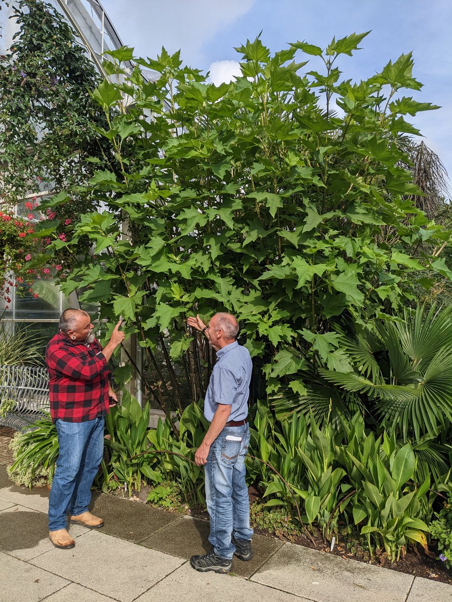 RHS Tender Ornamental Plant Committee (@tender_plant) on Twitter photo Flanking either side of the entrance to the #glasshouse at <a href="/RHSWisley/">RHS Garden Wisley</a> are two exceptional climps of #Smallanthus maculatus - well worth checking out like TOPC members @DavidHurrion and <a href="/LoganBotanicGdn/">Logan Botanic Garden</a> are here! <a href="/The_RHS/">The RHS</a> #exotics Flanking either side of the entrance to the #glasshouse at <a href="/RHSWisley/">RHS Garden Wisley</a> are two exceptional climps of #Smallanthus maculatus - well worth checking out like TOPC members @DavidHurrion and <a href="/LoganBotanicGdn/">Logan Botanic Garden</a> are here! <a href="/The_RHS/">The RHS</a> #exotics