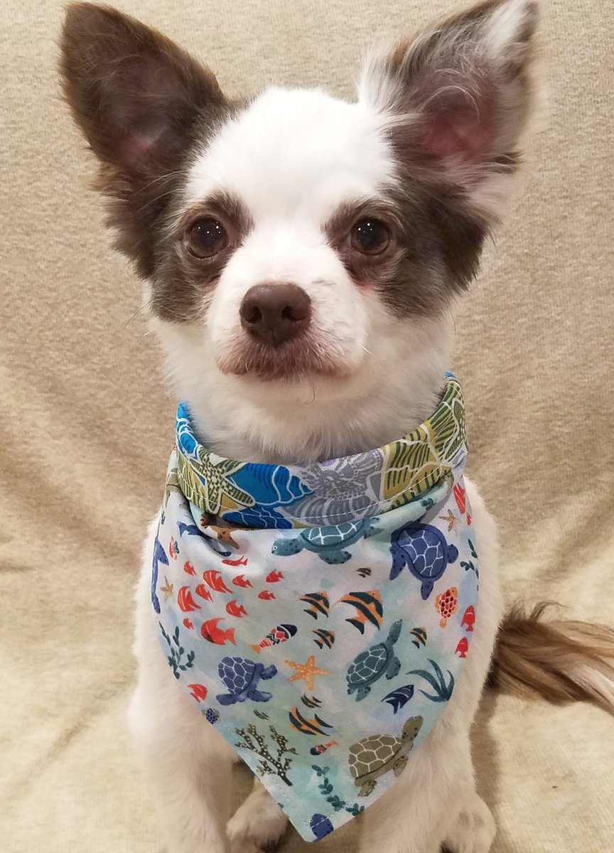 🎉 CUTE &amp; FUN  #KindnessGiveaway !
Sponsored by da Pawsome Jan @jannebell  !
WIN Either:
Owls &amp; Butterflies Bandana or Sea Turtles &amp; Sea Shells Bandana!
To Enter:
➡️Comment Which Yoo Want!
2 WINNERS By Random Drawing!
RETWEET!
😁❤️🐶
Ends Wed Sept 14 11:59PM EST
#dogsoftwitter