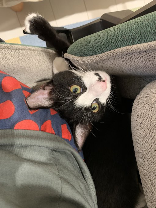 椅子の後ろを占拠するもずく 